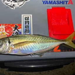 アジ