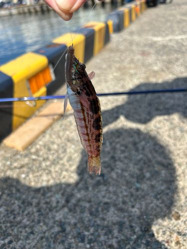 ハゼの釣果