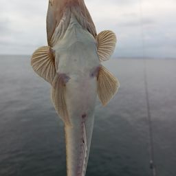 マゴチ