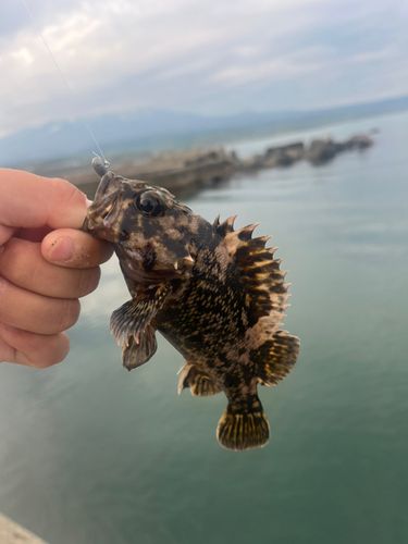 クロソイの釣果