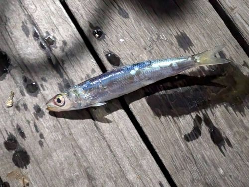 ウルメイワシの釣果