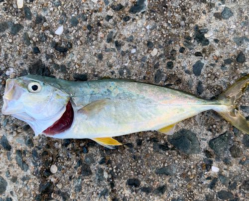 ヤズの釣果