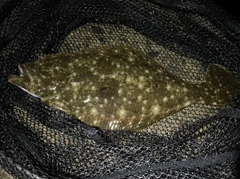 ソゲの釣果