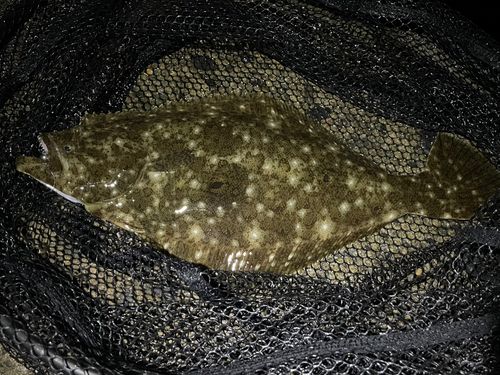 ソゲの釣果