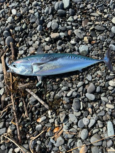 ソウダガツオの釣果
