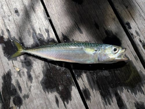 サバの釣果