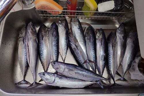 ソウダガツオの釣果