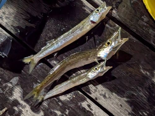 カマスの釣果