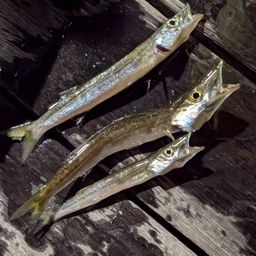 カマス