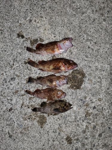 カサゴの釣果