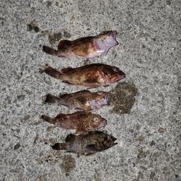 カサゴ