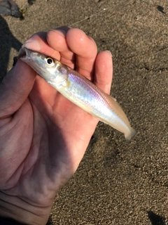 キスの釣果