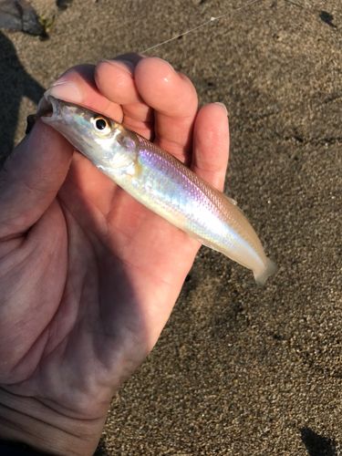キスの釣果