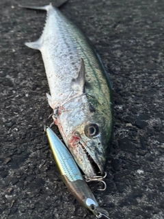 サゴシの釣果