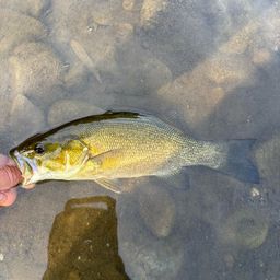 スモールマウスバス