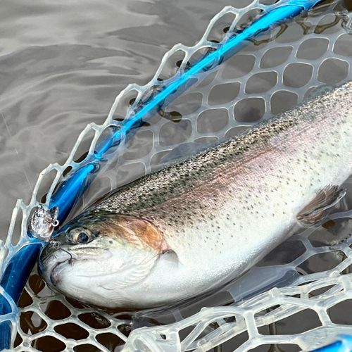 ニジマスの釣果