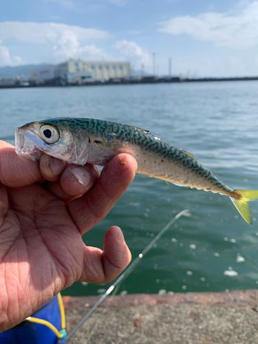 サバの釣果