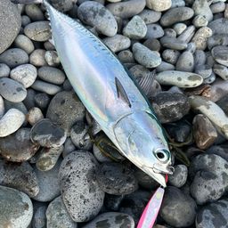 ソウダガツオ