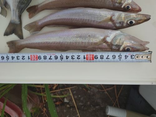 キスの釣果