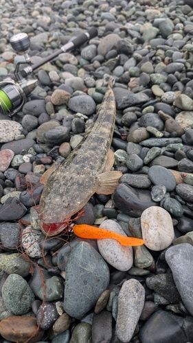 マゴチの釣果