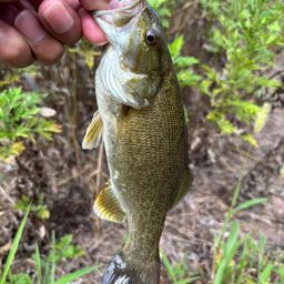 スモールマウスバス