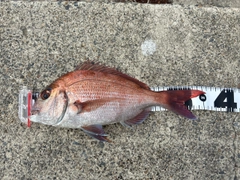 マダイの釣果