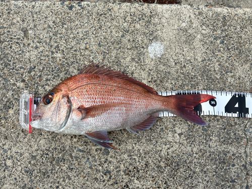 マダイの釣果