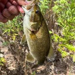 スモールマウスバス
