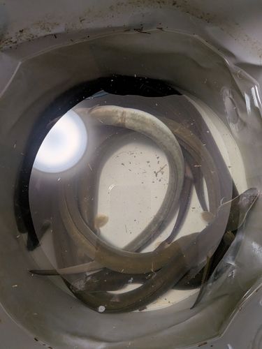 ウナギの釣果