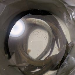 ウナギ