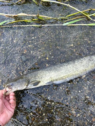 ナマズの釣果