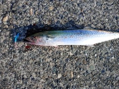 サゴシの釣果