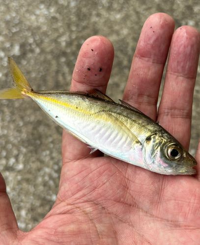 マアジの釣果