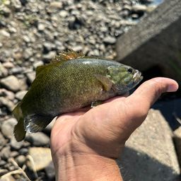 スモールマウスバス