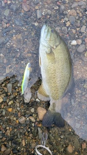 スモールマウスバスの釣果