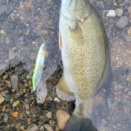 スモールマウスバス