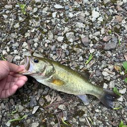 ラージマウスバス