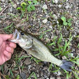 ラージマウスバス