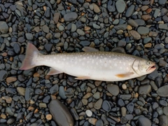 アメマスの釣果