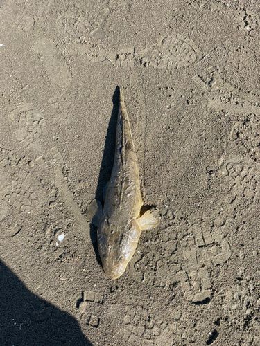 マゴチの釣果
