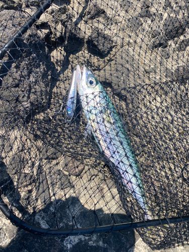 サバの釣果