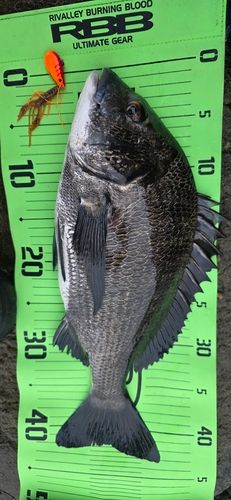 チヌの釣果
