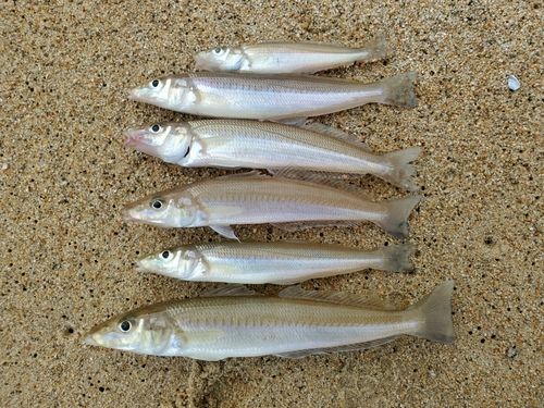 シロギスの釣果