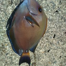 ニセカンランハギ