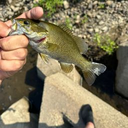 スモールマウスバス