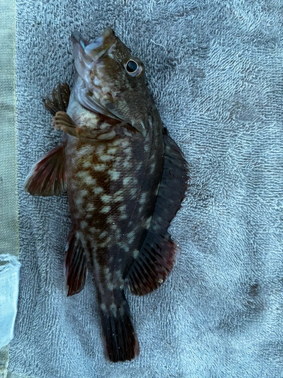 カサゴ