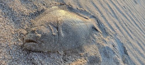 ソゲの釣果