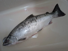 サクラマスの釣果