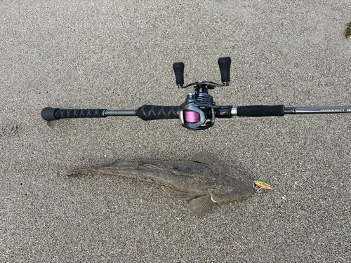 マゴチの釣果
