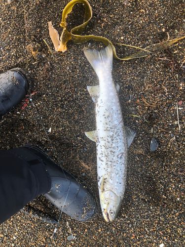 カラフトマスの釣果